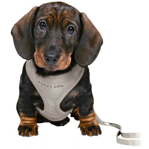 https://api.auberdog.com/storage/products/116562/chiens-trixie-harnais-baby-gris-avec-laisse-95574766119.jpeg
