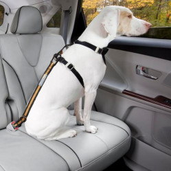Attache sécurité voiture direct SeatBelt