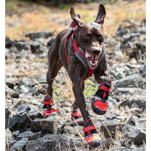 Chaussures et bottes pour chien : le guide complet