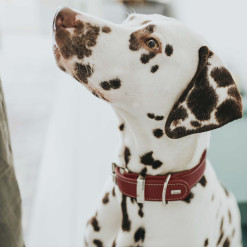Collier cuir pour petit et gros chien Aalborg rouge