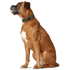 Collier artisanal en cuir Aalborg Spécial olive pour chien