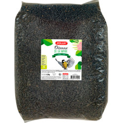 Tournesol pour oiseau 