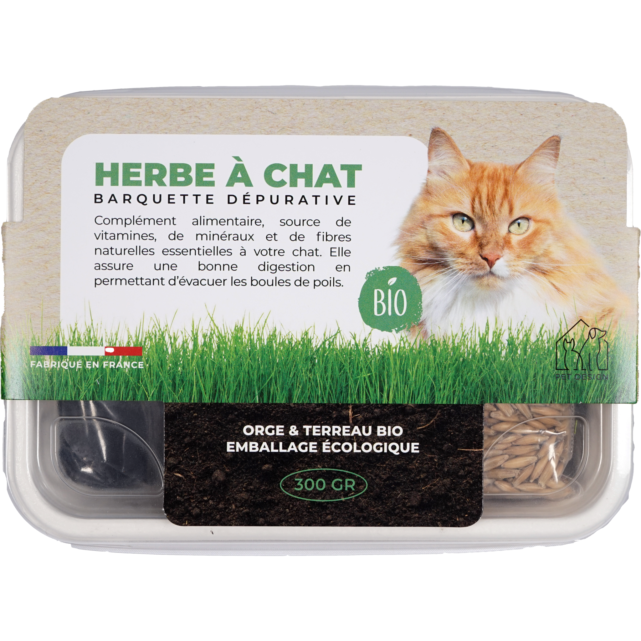 Graine herbe à chat, entretien, pot herbe à chat