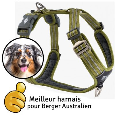 MeilleurHarnais.jpg