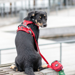 Harnais ComfortWalk Y anti-traction pour chien poignée ROUGE