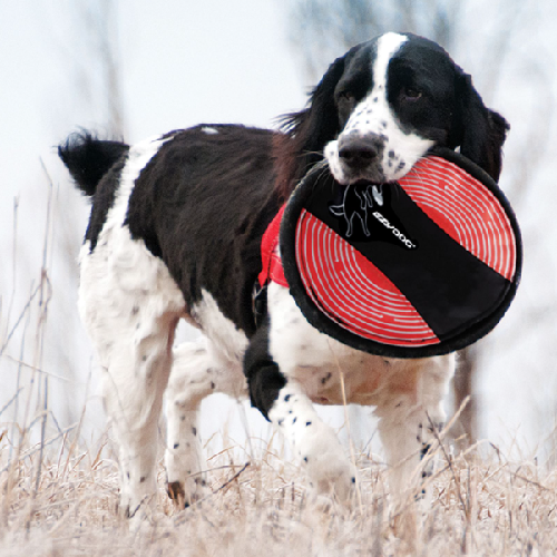 Frisbees plastique pour chien de compétition