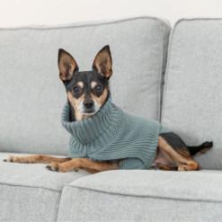 Meilleur Pull pour chien : Berlin Sauge
