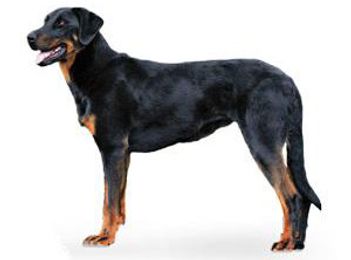 Beauceron