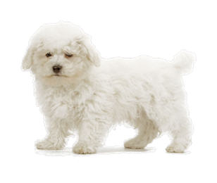 Bichon Frisé