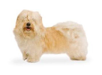 Bichon Havanais