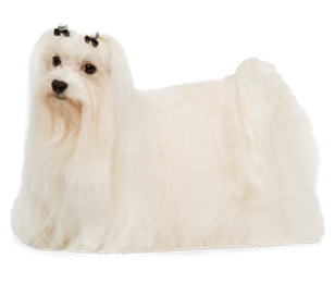 Bichon Maltais