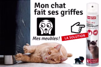 Comment l'empêcher, mon chat fait ses griffes partout ! 