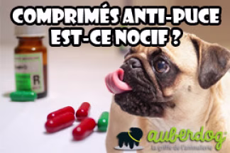Comprimé anti puce chien et chat : est-ce nocif ?