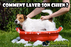 Laver un chien : Comment faire ! fréquence de lavage