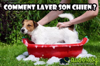 Laver un chien : Comment faire ! fréquence de lavage