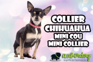 Collier Chihuahua : mini cou, mini collier !