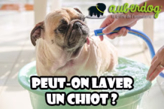 A quel âge peut-on laver un chiot ?