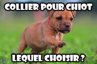 Collier chiot : comment choisir son premier collier ?