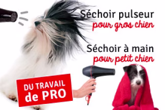 Pulseur chien ou séchoir : lequel choisir ?