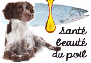Quelle huile de saumon donner à son chien ? Sauvage ou élevage