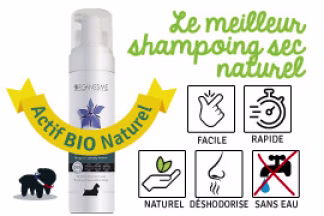 Shampoing sec pour chien : conseils d'utilisation