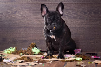 Mon chien sent mauvais, les solutions !