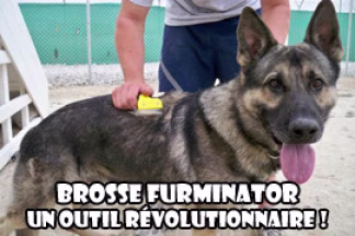 Brosse Furminator chien : un outil révolutionnaire !