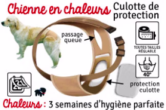 Chienne en chaleur, première chaleur : durée et protection