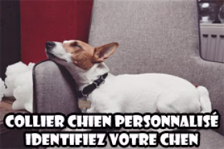 Collier chien personnalisé : identifier son chien