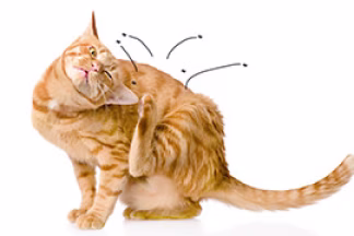 Anti puce chat, chaton : produit et traitement efficace