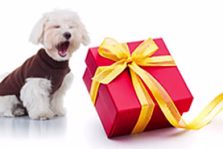 Box pour chien, idée cadeau pour chien : Noël…