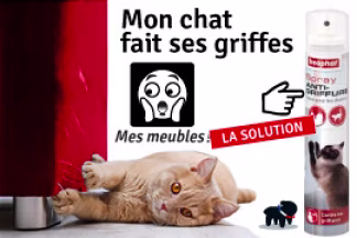 Chat qui griffe le canapé : répulsif chat canapé