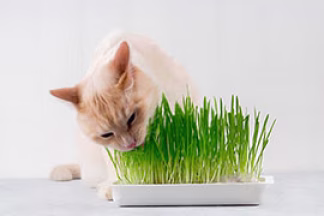 Herbe à chat, conseil d'utilisation !