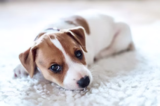 Accueillir un chiot : arrivée, éducation, dressage
