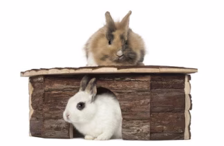 Maison pour lapin, cabane ou abri : comment choisir ?
