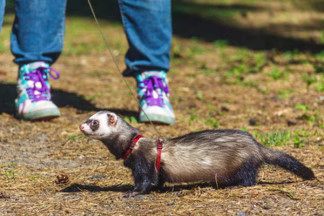 Harnais furet : sécuritaire et confortable !