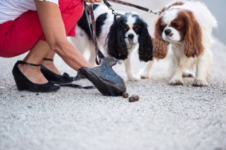 Ramasse crotte pour chien : pelle ou sac à excréments ?