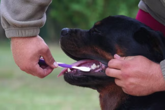 Brosser les dents d'un chien, brosse à dent chien !