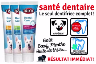 Dentifrice pour chien : pâte, spray ou solution buvable ?