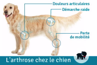 Arthrose chien : comment soigner l'arthrose ?