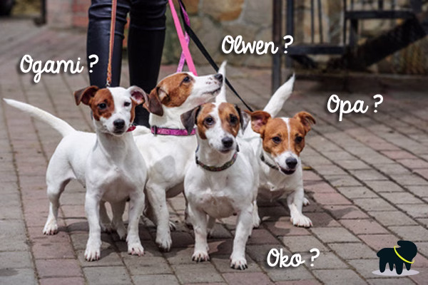 Prénom chien 2018 : nom chien mâle, nom chien femelle
