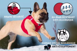 Harnais Bouledogue français : anti-étouffement !