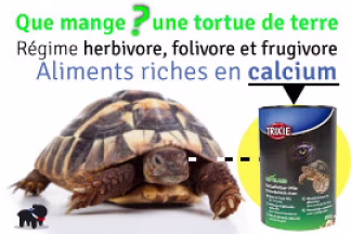 Que mange une tortue ? Nourriture pour tortue de terre Hermann
