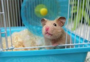 Cage Hamster, conseil d'achat !