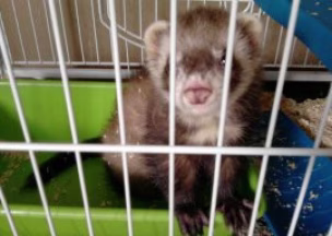 Cage pour furet, Conseil d'achat ! 