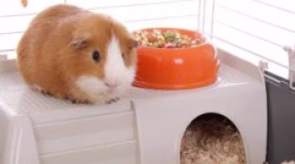 Cage pour cochon d'Inde, Conseil d'achat !