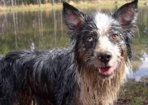 Odeur chien, chien qui sent mauvais à la maison !