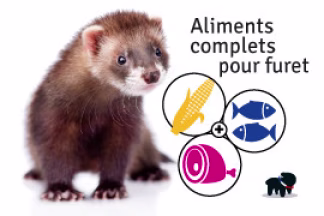 Que mange un furet ? Nourriture furet, alimentation