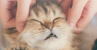 Anti stress chat naturel, calmer un chat, anxieux, haletant