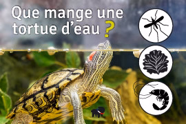 Que mange une tortue d'eau ? alimentation tortue d'eau